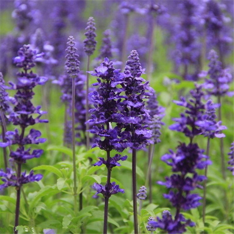 薰衣草种子孑花种耐寒北方东北四季种易活开花花籽驱蚊草