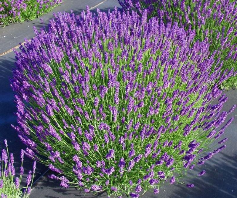 薰衣草种子孑花种耐寒北方东北四季种易活开花花籽驱蚊草