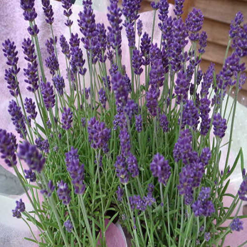 薰衣草种子孑花种耐寒北方东北四季种易活开花花籽驱蚊草