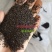 薰衣草种子孑花种耐寒北方东北四季种易活开花花籽驱蚊草