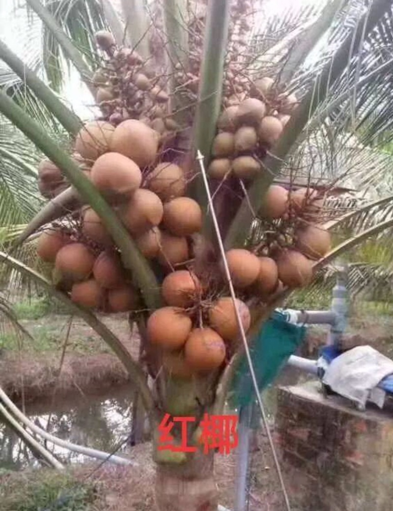 海南文昌泰国矮红椰椰子种