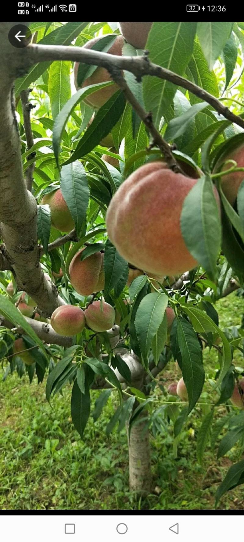 离核密桃毛桃