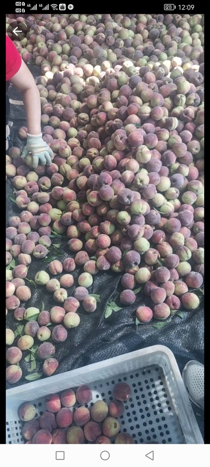 离核密桃毛桃