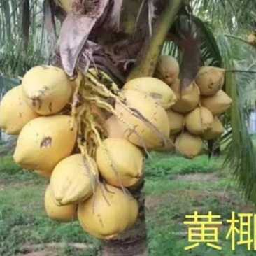 海南泰国矮黄椰子苗