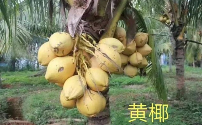 海南泰国矮黄椰子苗