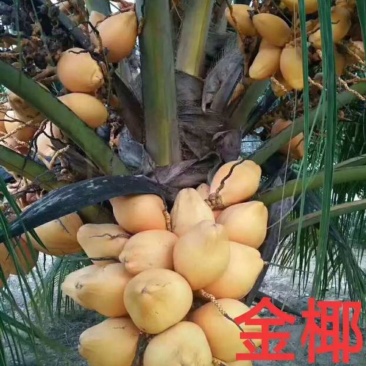 海南文昌文城正品金椰子苗