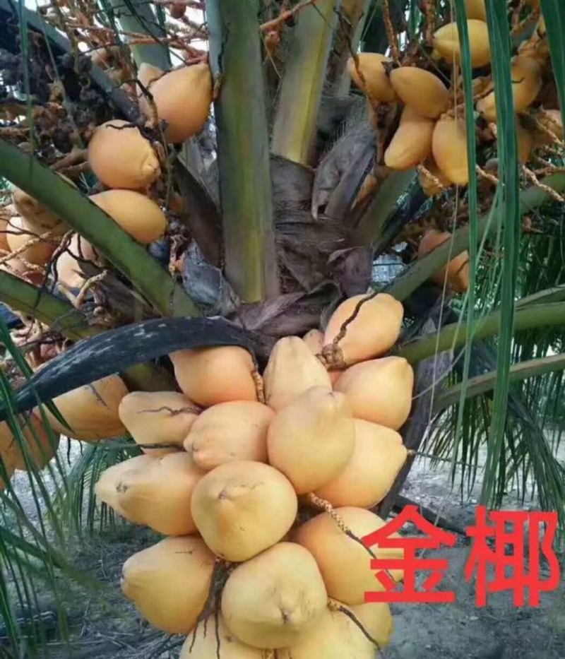 海南文昌文城正品金椰子苗