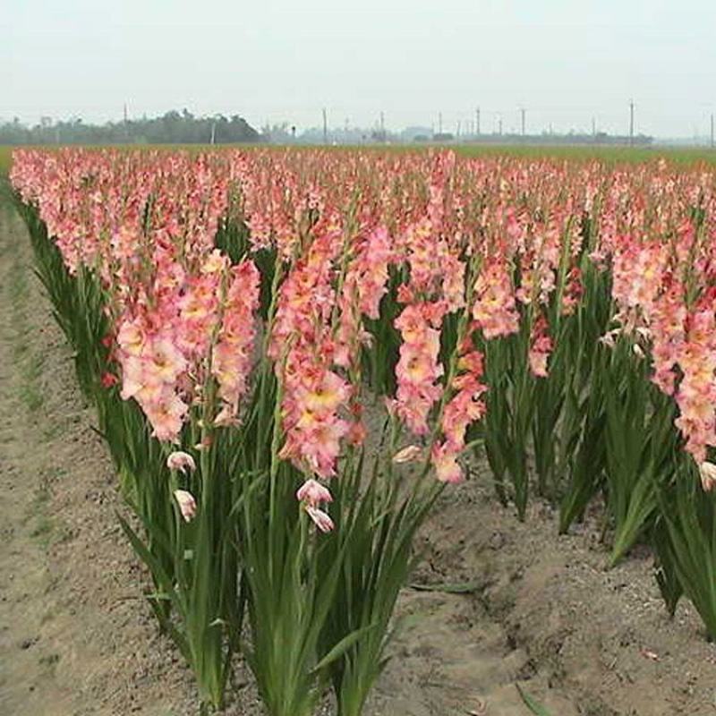 剑兰种球根室内外盆栽庭院易活耐寒多年生花卉唐菖蒲花苗