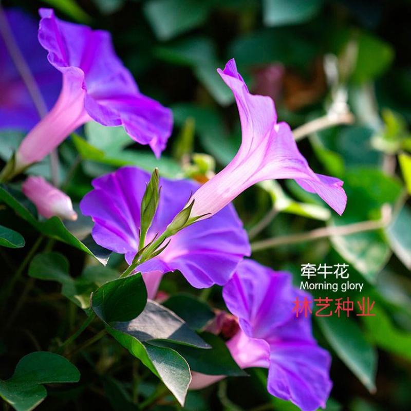牵牛花种子爬藤大花朵喇叭花种籽子四季开花混色阳台盆栽植物