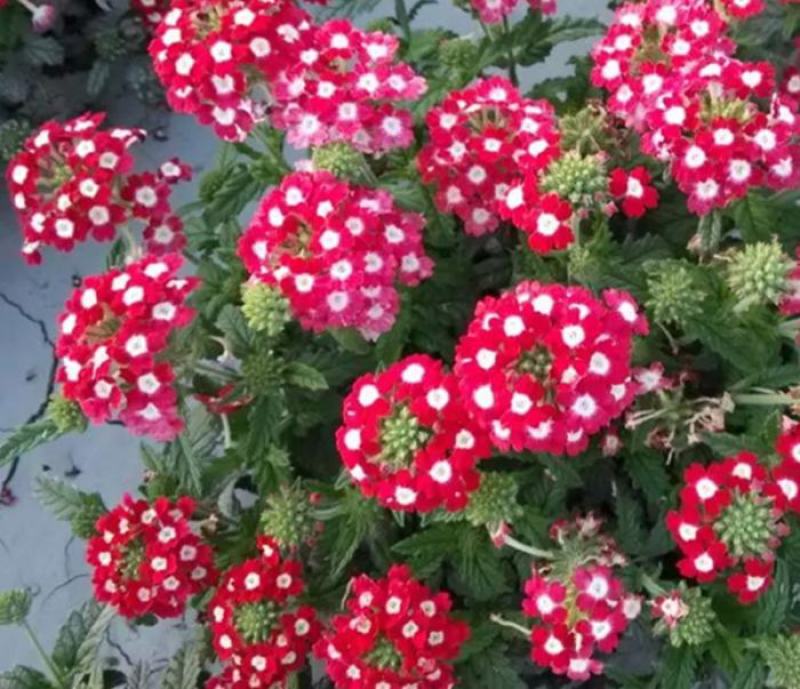 美女樱种子观花种子四季盆栽垂吊美女樱花籽花海草花种籽