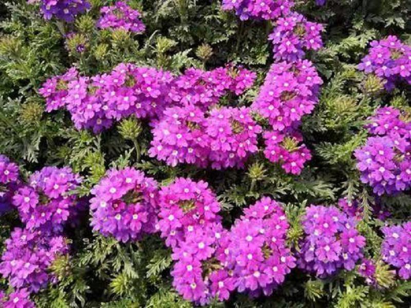 美女樱种子观花种子四季盆栽垂吊美女樱花籽花海草花种籽