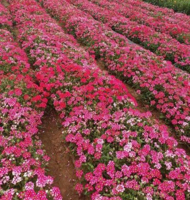 美女樱种子观花种子四季盆栽垂吊美女樱花籽花海草花种籽