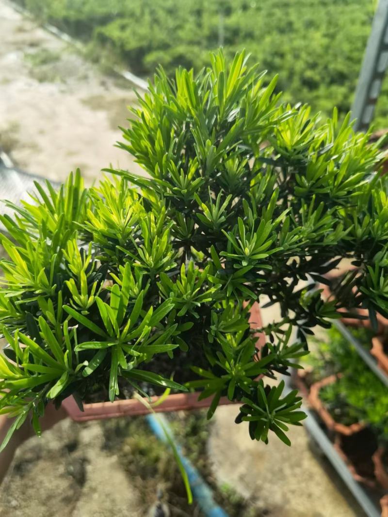 罗汉松造型陶瓷盆基地直销精品盆栽当天下单当天发货