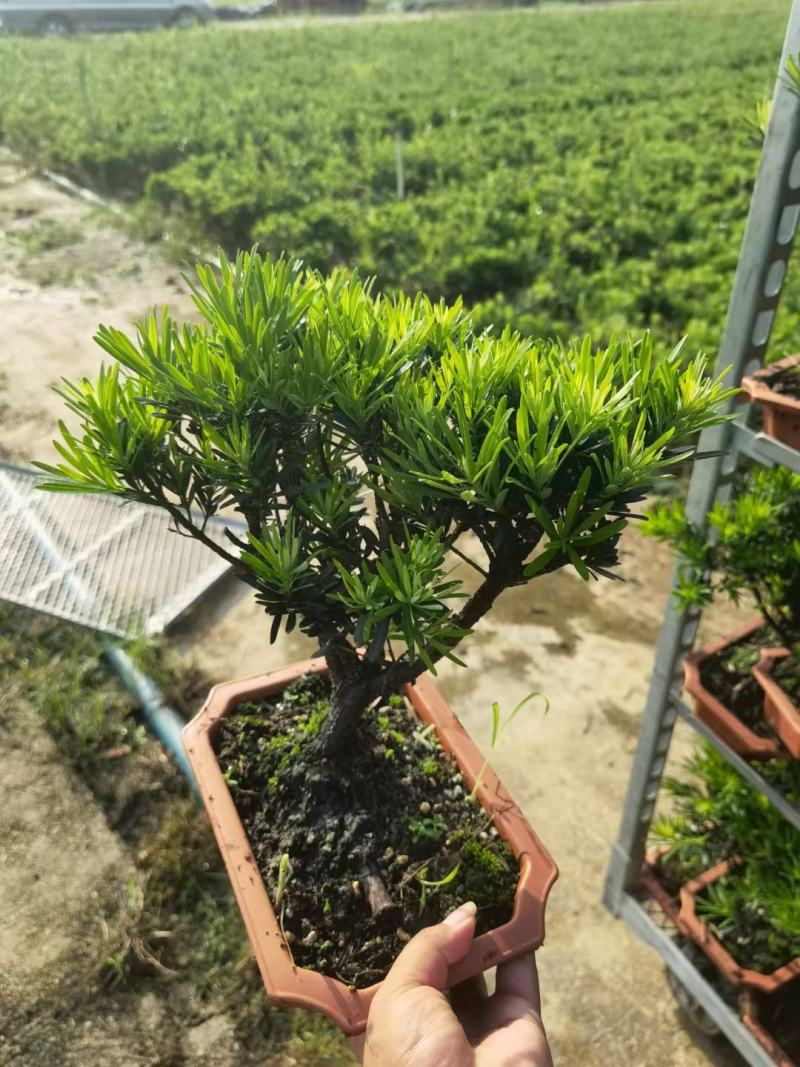 罗汉松造型陶瓷盆基地直销精品盆栽当天下单当天发货