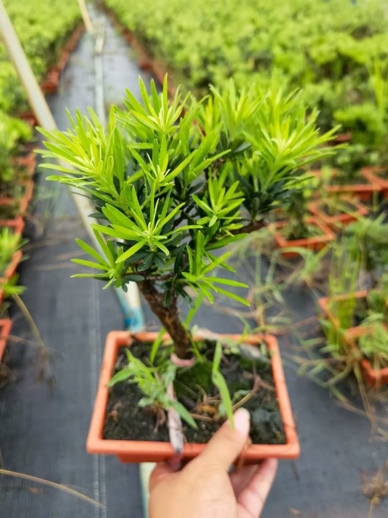 罗汉松造型陶瓷盆基地直销精品盆栽当天下单当天发货