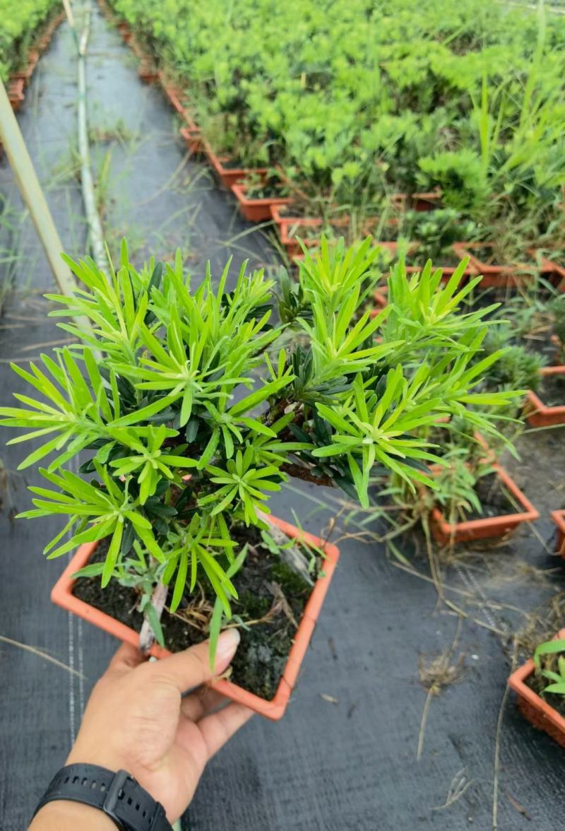 罗汉松造型陶瓷盆基地直销精品盆栽当天下单当天发货