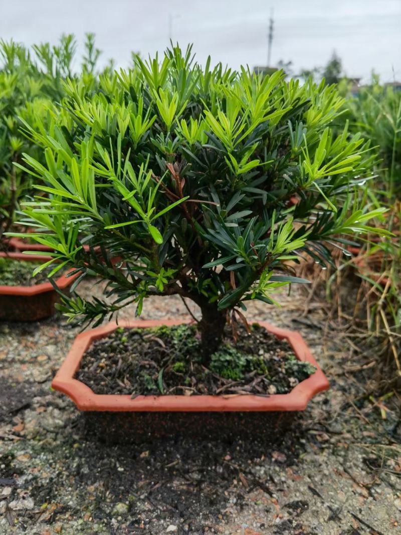 罗汉松造型陶瓷盆基地直销精品盆栽当天下单当天发货