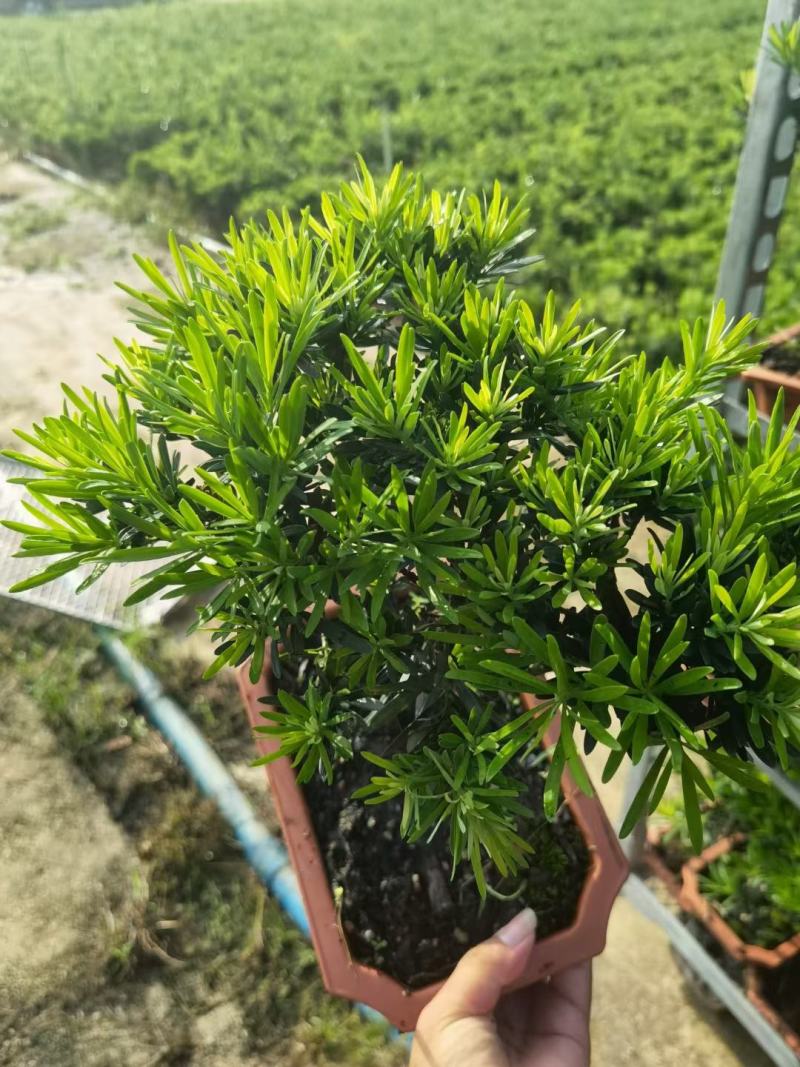 罗汉松造型陶瓷盆基地直销精品盆栽当天下单当天发货