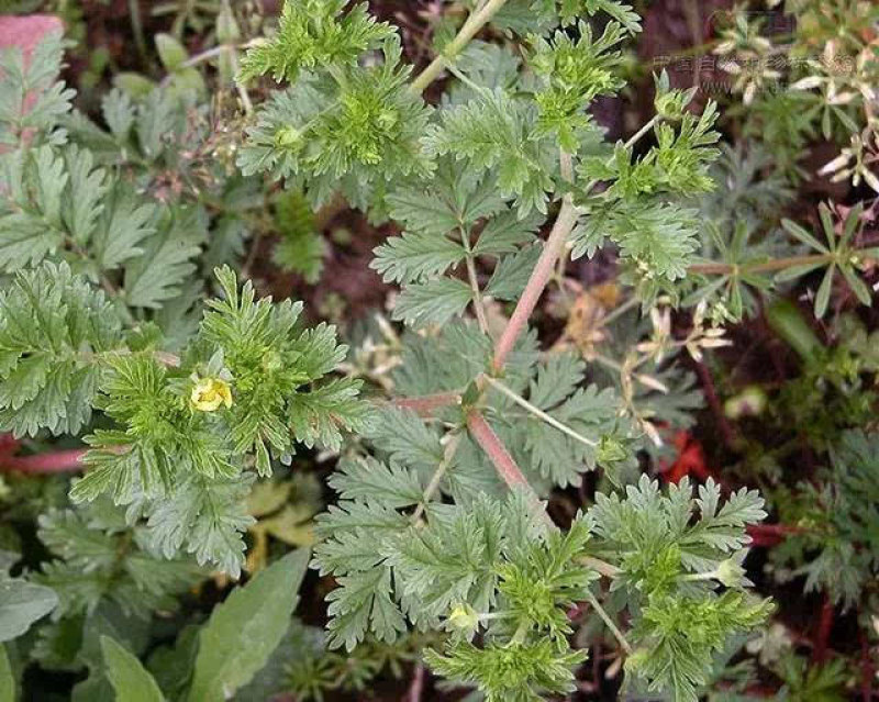 委陵菜种子蛤蟆草多年生耐阴地被花卉耐寒四季易种活庭院草花