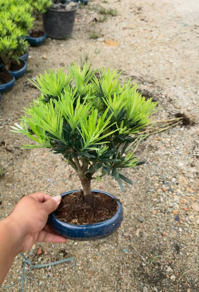 罗汉松造型陶瓷盆基地直销精品盆栽当天下单当天发货