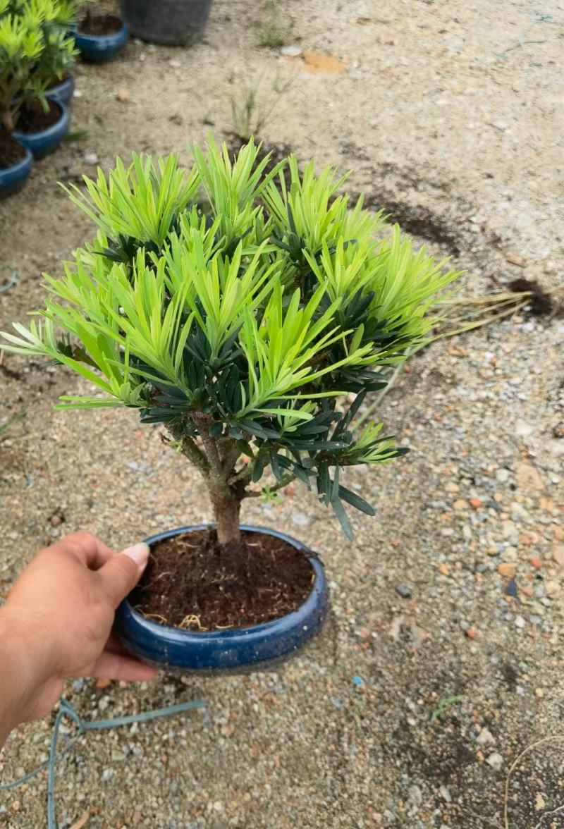 罗汉松造型陶瓷盆基地直销精品盆栽当天下单当天发货