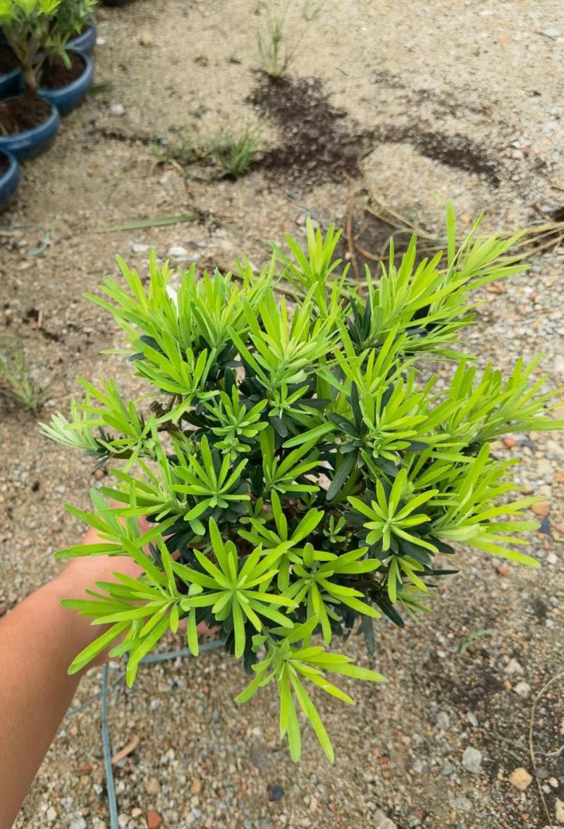 罗汉松造型陶瓷盆基地直销精品盆栽当天下单当天发货