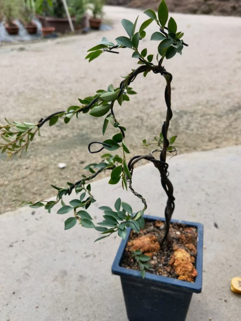 紫檀造型盆景盆栽基地直销精品盆栽当天下单当天发货