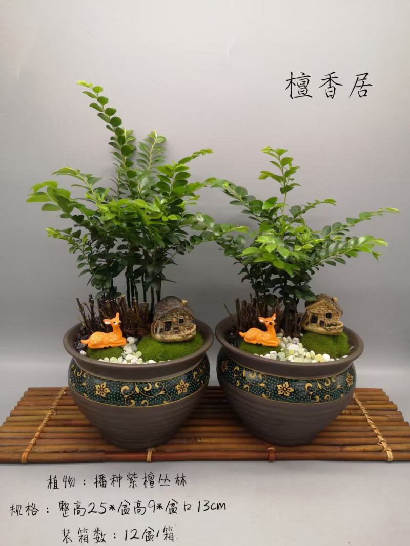 紫檀造型盆景盆栽基地直销精品盆栽当天下单当天发货