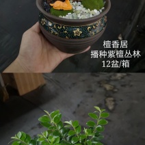 紫檀造型盆景盆栽基地直销精品盆栽当天下单当天发货