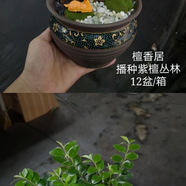 紫檀造型盆景盆栽基地直销精品盆栽当天下单当天发货