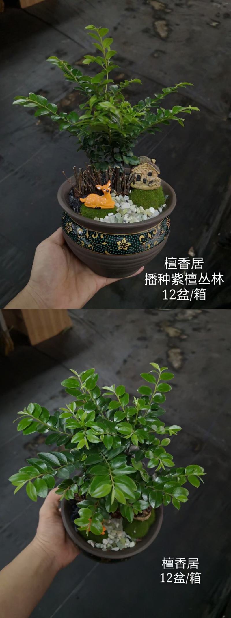 紫檀造型盆景盆栽基地直销精品盆栽当天下单当天发货