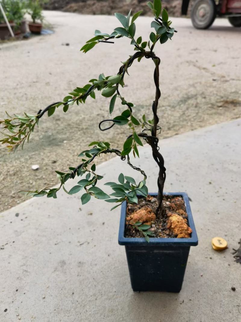 紫檀造型盆景盆栽基地直销精品盆栽当天下单当天发货