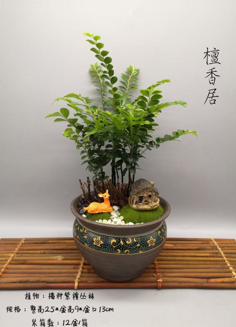 紫檀造型盆景盆栽基地直销精品盆栽当天下单当天发货