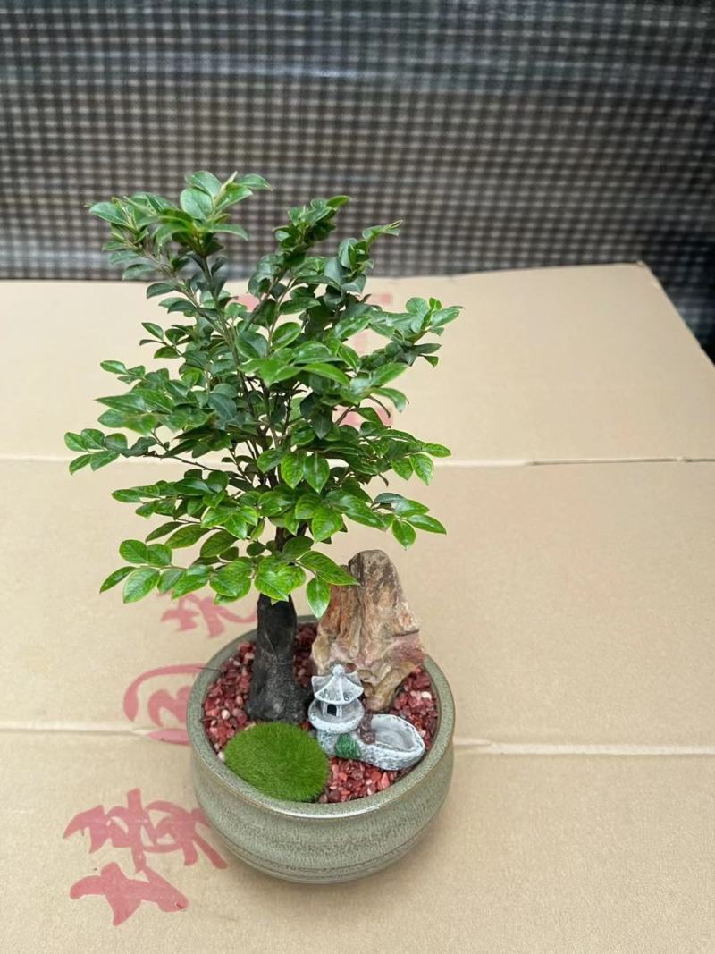 紫檀造型盆景盆栽基地直销精品盆栽当天下单当天发货