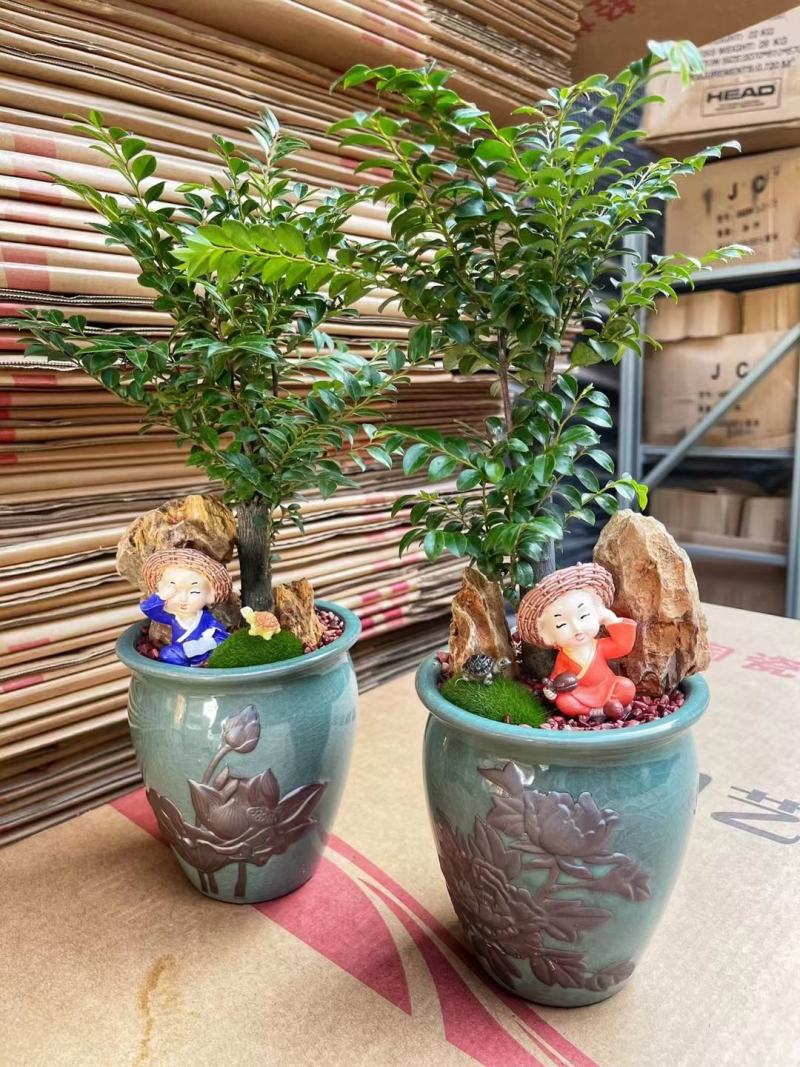 紫檀造型盆景盆栽基地直销精品盆栽当天下单当天发货