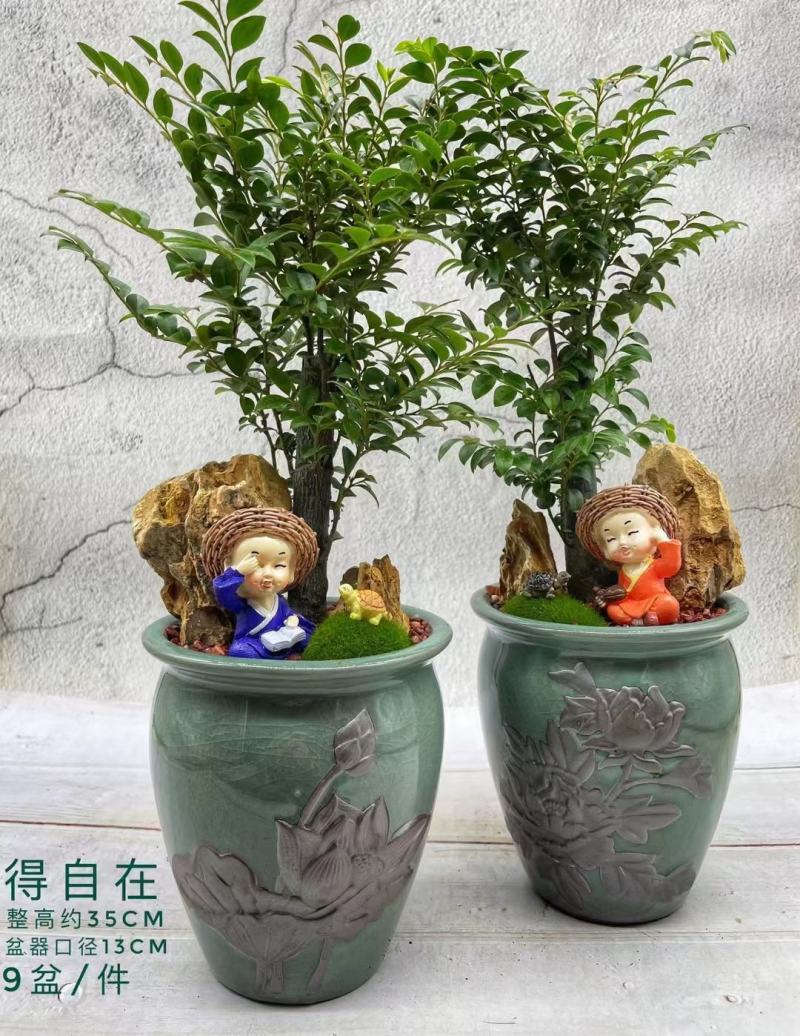 紫檀造型盆景盆栽基地直销精品盆栽当天下单当天发货