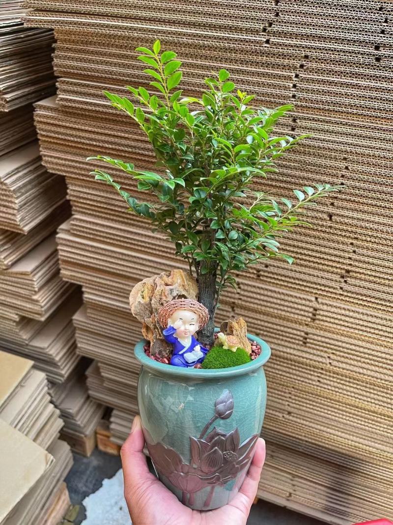 紫檀造型盆景盆栽基地直销精品盆栽当天下单当天发货
