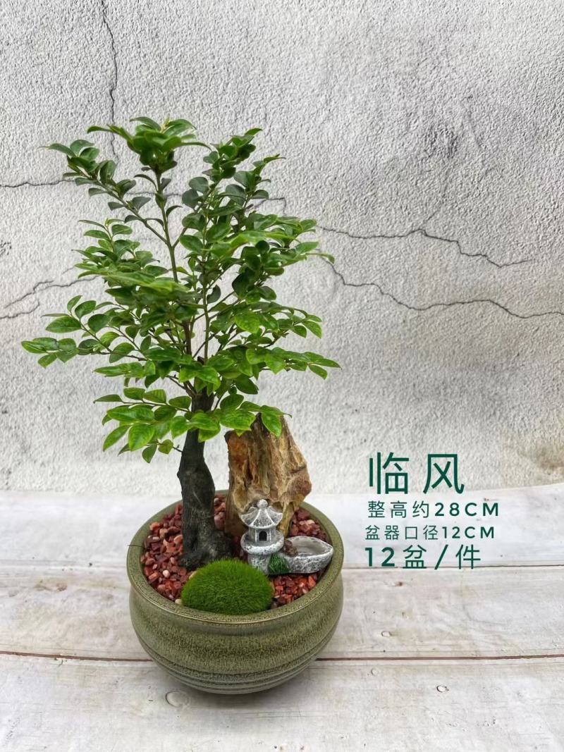 紫檀造型盆景盆栽基地直销精品盆栽当天下单当天发货