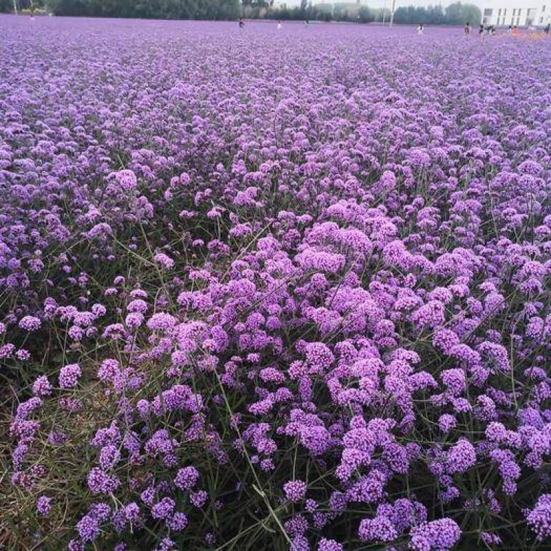 柳叶马鞭草种子多年生宿根草花种子景观绿化花海婚纱摄影观花