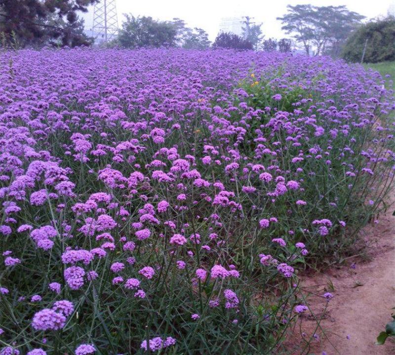 柳叶马鞭草种子多年生宿根草花种子景观绿化花海婚纱摄影观花