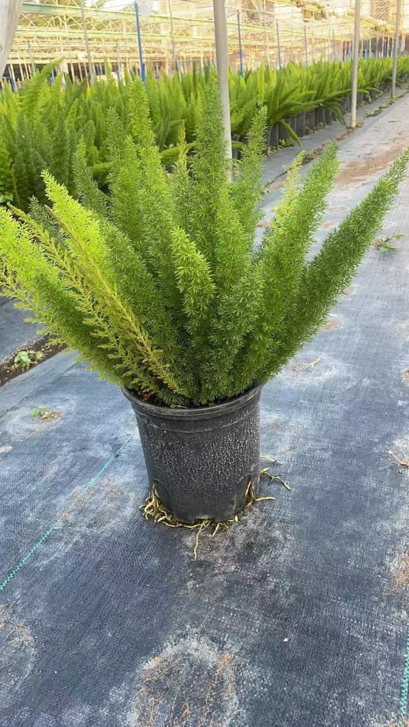狐尾天冬基地直销精品绿植盆栽当天下单当天发货