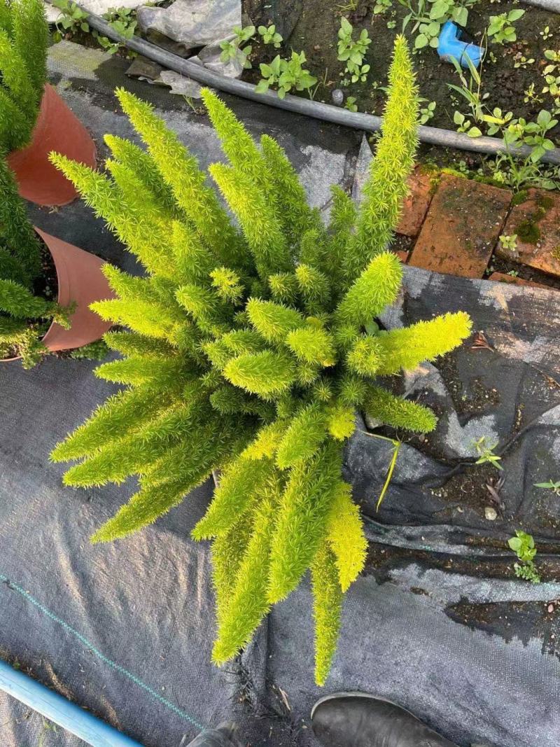 狐尾天冬基地直销精品绿植盆栽当天下单当天发货