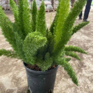 狐尾天冬基地直销精品绿植盆栽当天下单当天发货