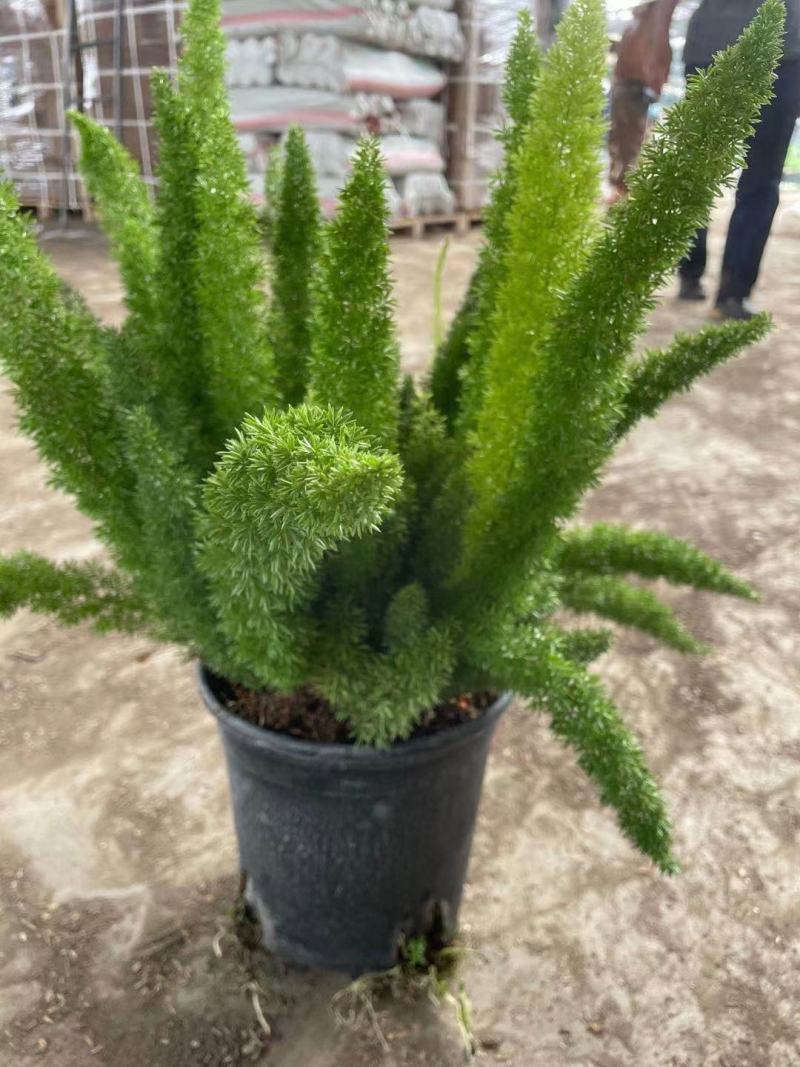 狐尾天冬基地直销精品绿植盆栽当天下单当天发货