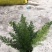 狐尾天冬基地直销精品绿植盆栽当天下单当天发货
