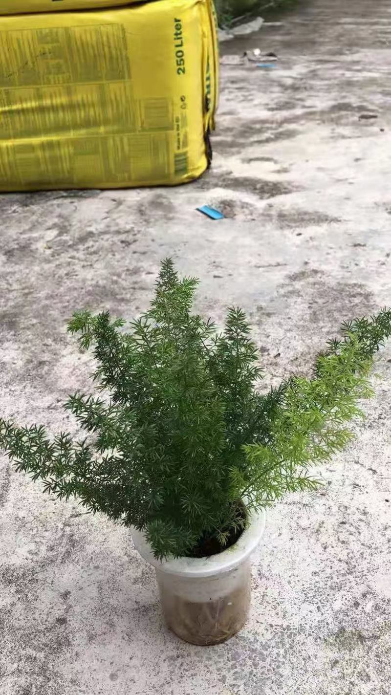 狐尾天冬基地直销精品绿植盆栽当天下单当天发货