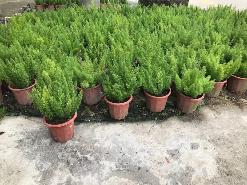 狐尾天冬基地直销精品绿植盆栽当天下单当天发货
