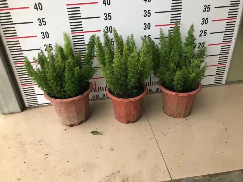 狐尾天冬基地直销精品绿植盆栽当天下单当天发货