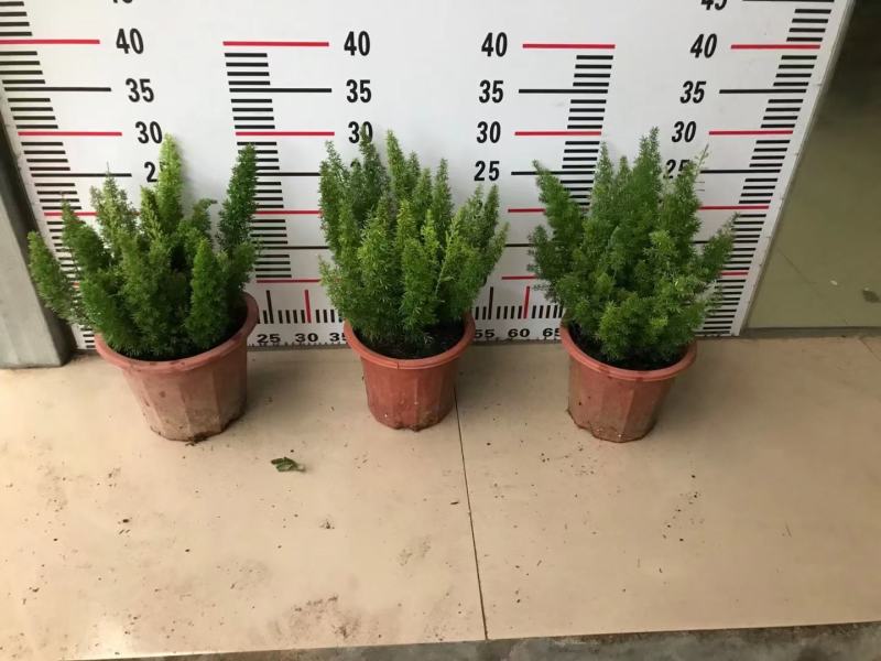 狐尾天冬基地直销精品绿植盆栽当天下单当天发货