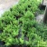 狐尾天冬基地直销精品绿植盆栽当天下单当天发货